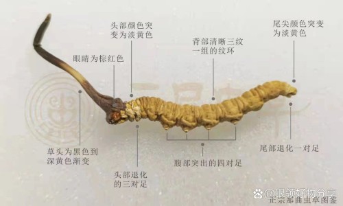 血草图片-血草的作用与功效与禁忌症网 :分享血草的作用与功效与禁忌症图片-血草是什么中药知识